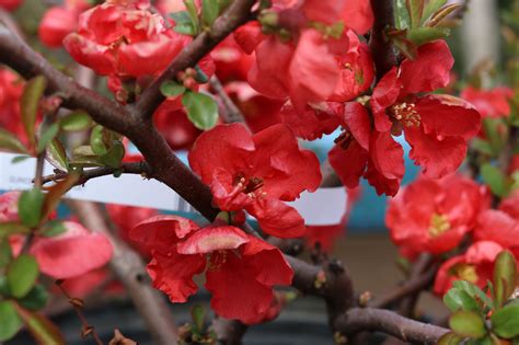 Maybe you would like to learn more about one of these? Texas Scarlet Flowering Quince (Chaenomeles speciosa ...