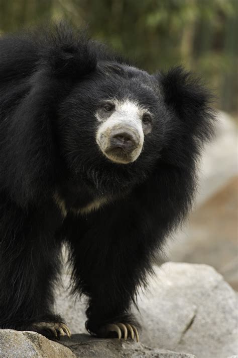 Sloth Bear Smithsonians National Zoo