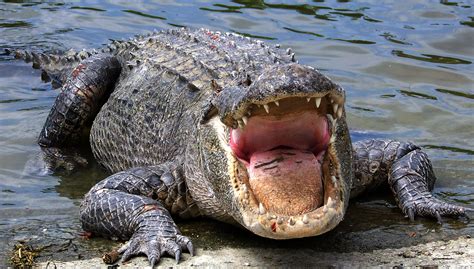 The women were kayaking on lake forest in the city of daphne when the incident. Alligator Hunt Underway in Alabama | Alabama Daily News