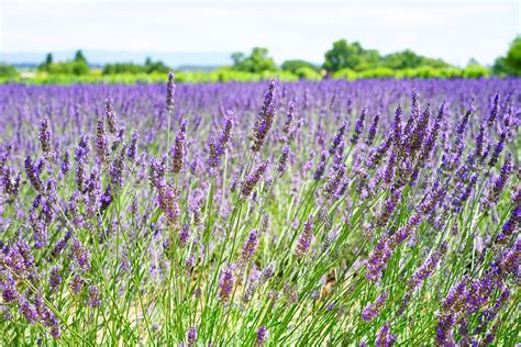 How To Grow And Harvest Lavender In Any Climate Its Garden Thyme