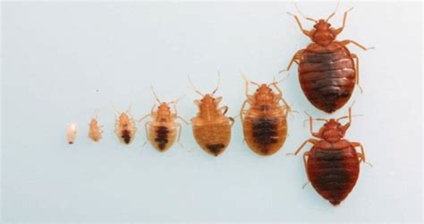 What Do Bed Bugs Look Like Color Size Anatomy With Pictures
