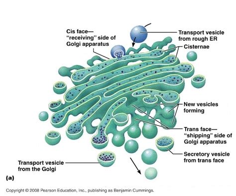4 main functions according to their types | biology. Golgi Apparatus - Organelles in a Eukaryotic Cell