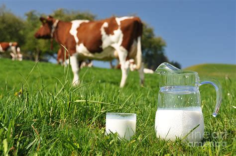 See more ideas about got milk?, milk, cow. Jug Of Milk Against Herd Of Cows Photograph by Alexander ...