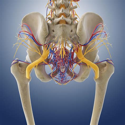 Women S Pelvic Anatomy