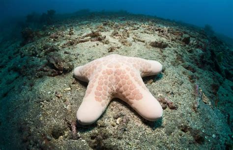 Granulated Sea Star Starfish Species Species Starfish