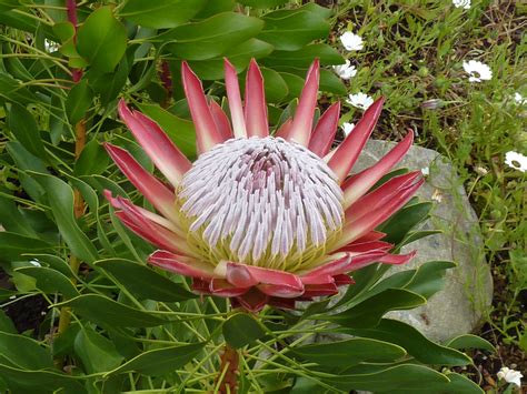 Protea The National Flower Of South Africa