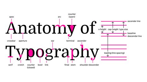 Anatomy Of Typography In 2020 Anatomy Of Typography Typography Rules Images