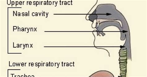 Upper Respiratory Tract Anatomy Of The Respiratory System
