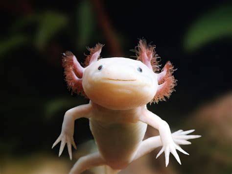 16 Axolotl Facts For Kids To Learn Something New Facts For Kids