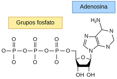 Atp Labster Theory