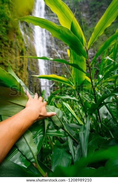 Secret Waterfall Deep Jungle Hawaii Maui Stock Photo Edit Now 1208989210