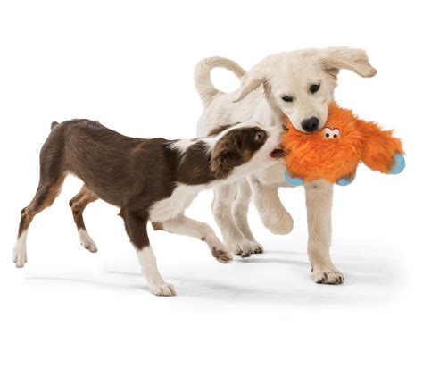 Luxury Pet Store Usa Dog Products Online Adult Puppy Care Accessories