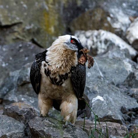 15 Fun Facts About Bearded Vultures Factopolis