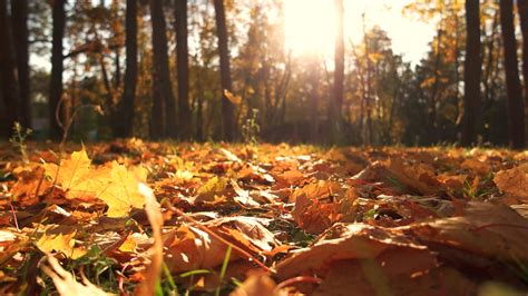 Yellow Leaves On Ground In Fall Park Carpet Stock Footage Sbv 329180588