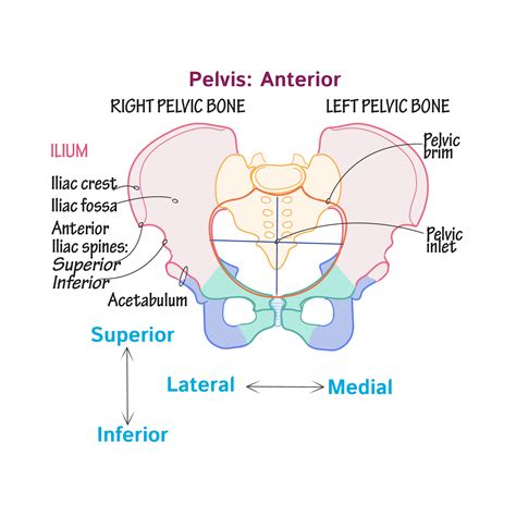 Gross Anatomy Glossary Pelvic Girdle Draw It To Know It