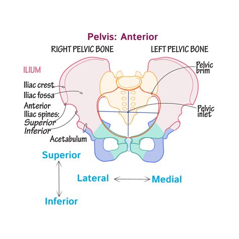 The depiction of different compartments of pelvic floor © shobeiri 2013. Gross Anatomy Glossary: Pelvic Girdle | Draw It to Know It