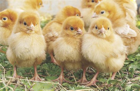 How Often Do Chickens Lay Eggs One Of The Primary Reasons People Want
