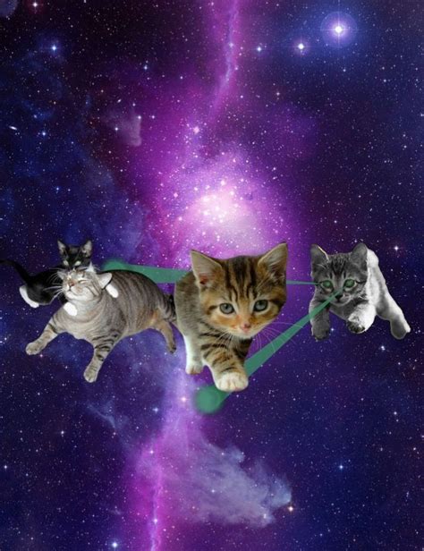Cats In The Galaxy Cats Funny Cats Cat And Dog Memes