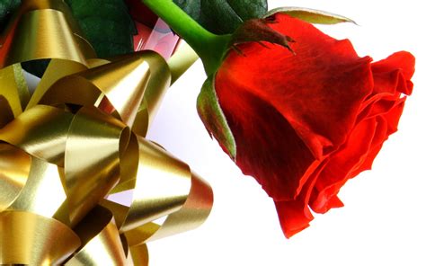 Choose between beautiful florals, tropical leaves, or even a garden feel. Beautiful Red Love Rose Wallpapers | HD Wallpapers | ID #6576