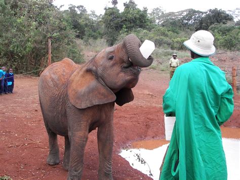 An Orphaned Baby Elephant Whos Figured Out How To Use The