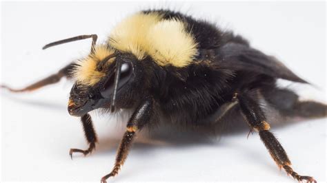 Bee Spotlight Yellow Faced Bumblebee — Bee And Bloom
