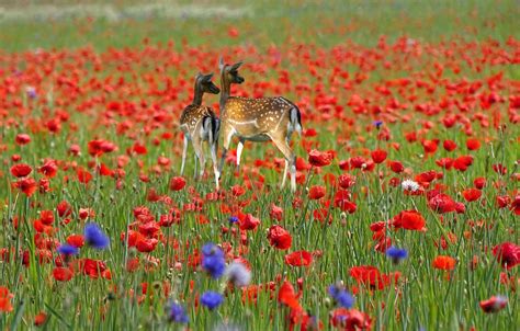 Wallpaper Nature Deer Field Of Poppies Images For