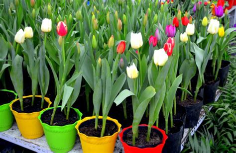 Cómo Cultivar Tulipanes En Macetas Paso A Paso De Forma Sencilla