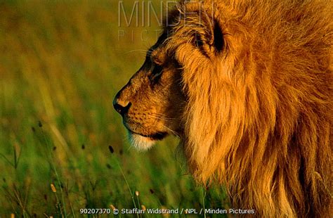 African Lion Stock Photo Minden Pictures