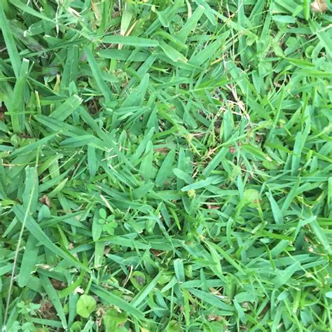 How To Identify Lawn Grasses