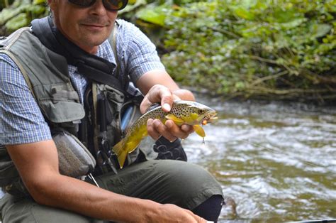 Nicely Colored Wild Brown Trout Global Flyfisher