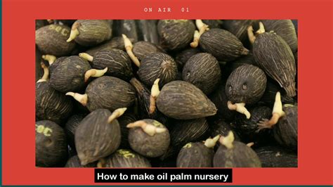 Palm oil is the red oil extract from the oil palm fruit 'elaeis guineensis' while palm kernel oil is also derived from the seed of the same oil palm fruit. Kuis b. Inggris - HOW TO MAKE OIL PALM NURSERY - YouTube