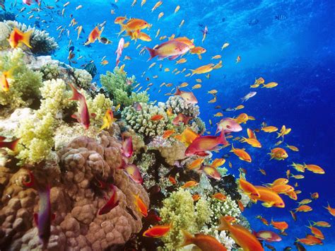 الإعلان عن تأسيس الجمعية الإماراتية لحماية البيئة البحرية