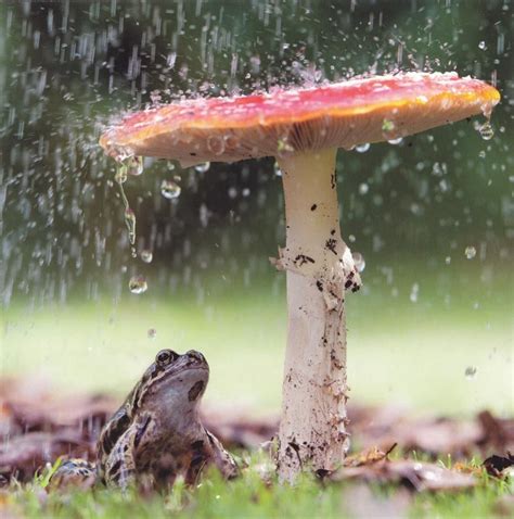 Frog Under Toadstool Greeting Card Ngs Toadstool Mushroom Fungi