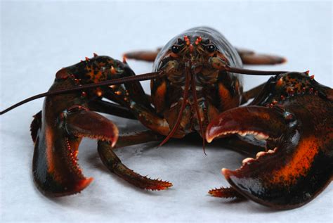 The teardrop shape allows for the flow to stay attached. How To Store Live Lobsters Before The Delicious End Result ...