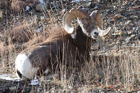 2023 2024 Bighorn Sheep Hunting Forecast New Mexico Wildlife Magazine