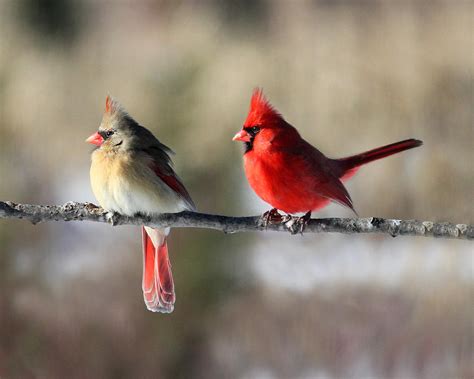 Cardinal Couple Photograph By Brook Burling Fine Art America