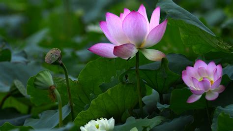 Download 1920x1080 Wallpaper Pink Lotus Flower Of Lake Leaves Full