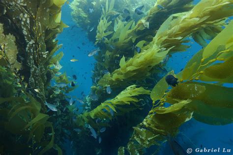 Ocean Safari Scuba Blog Kelp Forest Dreaming