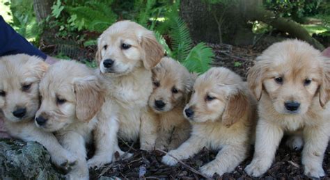 I am a breeder of over 30 years. About - Northwest Goldens, Breeder of Golden Retrievers