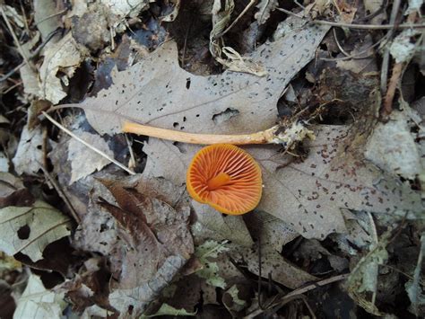 Mushroom Observer Observation 286880 Entoloma Luteum Peck