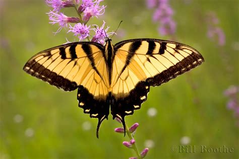 Eastern Tiger Swallowtail Swallowtails Nature In Focus
