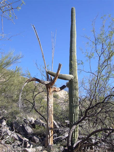 Dancing Saguaro Cacti In Tucson Arizona Rpics