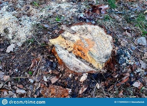 Stump Of The Felled Living Tree In The Forest Cut Trees In The Forest