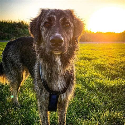 20 Cutest Mixed Breed Dogs That Combine The Best Features Of Multiple