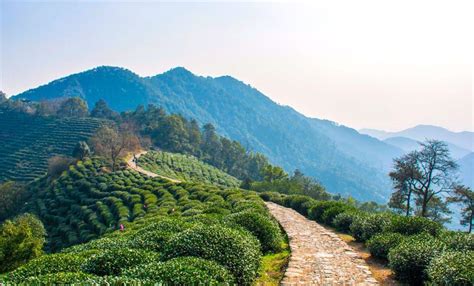 Half Day Hangzhou Ancient Tea Path Hiking Tour From Shanghai Best