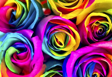 Flowers To Dye For How To Make Rainbow Roses — Jewish Journal