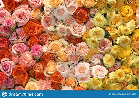 Flowers Wall Background With Amazing Red Orange Pink And Yellow Roses