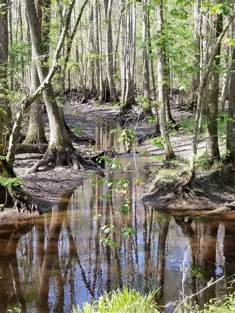 It Was A Beautiful Day In The Great Dismal Swamp Hiking Camping