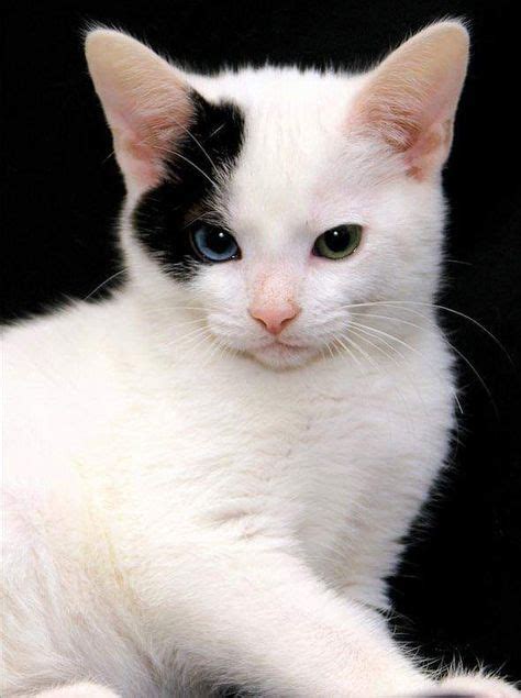 White Kitten With A Black Spot Cat Kitten Feline Kittens Cow Cat