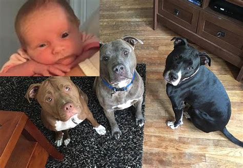 True Crime Pitbull Mauls 3 Week Old Girl To Death After She Was Left